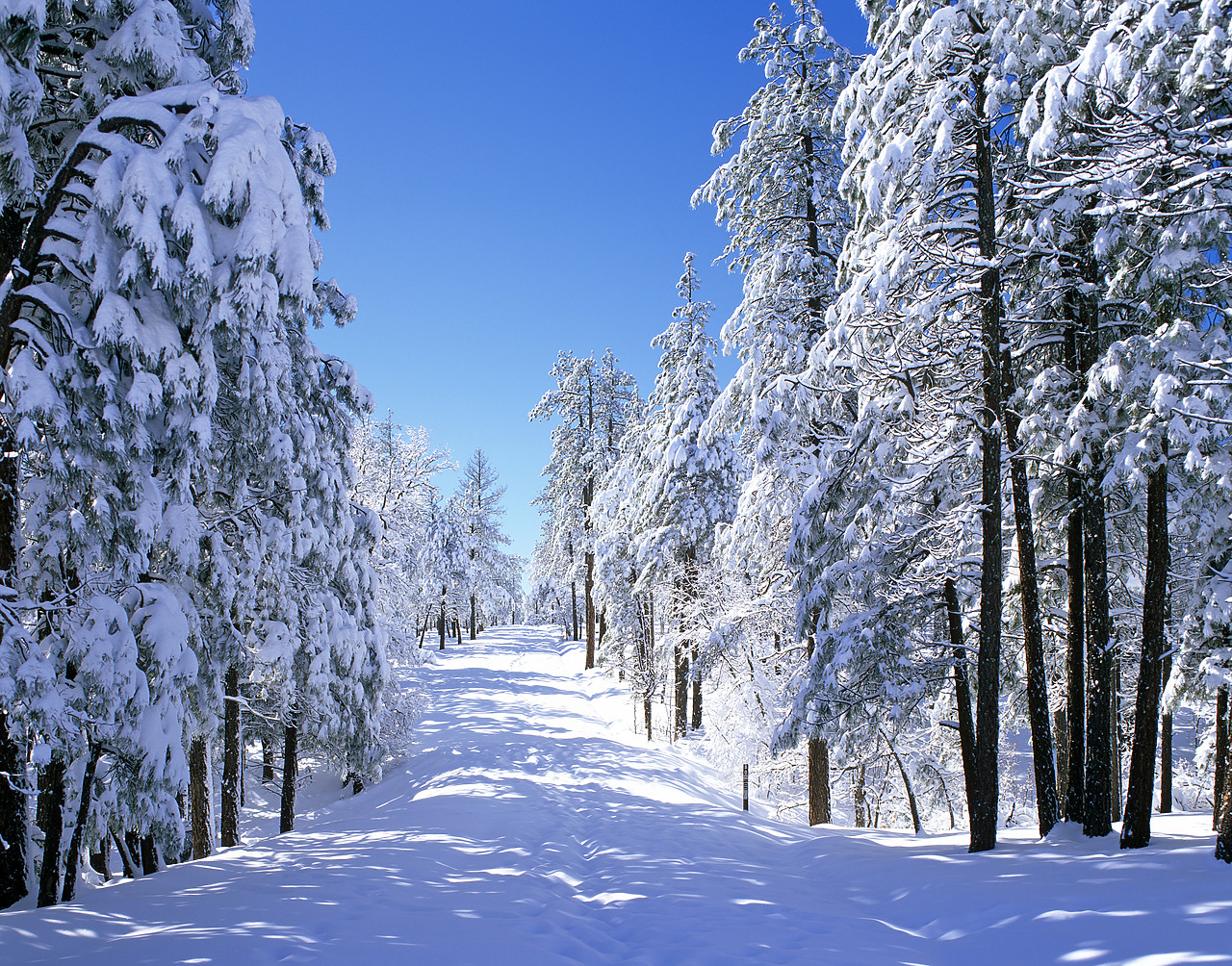 #980586-1 - Snow Covered Road & Pine Trees, Flagstaff, Arizona, USA