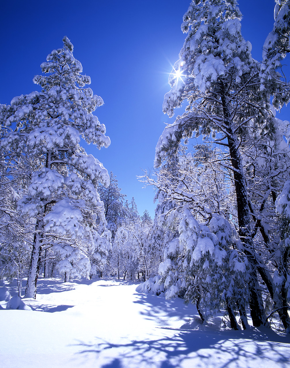 #980587-1 - Pine Trees in Snow, Flagstaff, Arizona, USA