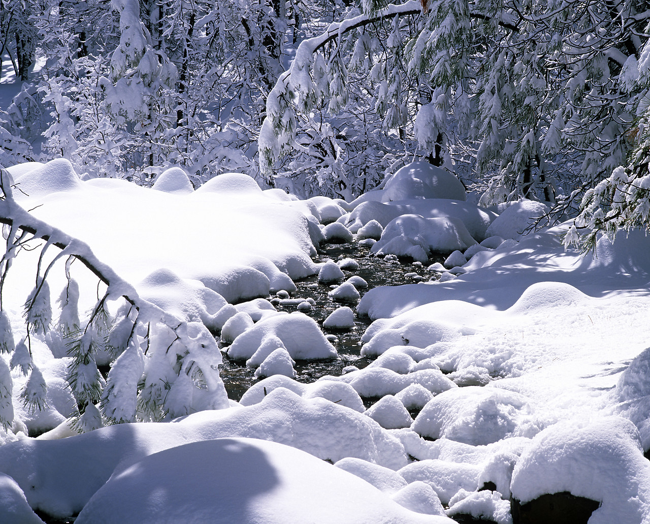#980589-3 - Snow-covered Pine Trees & Stream, Flagstaff, Arizona, USA