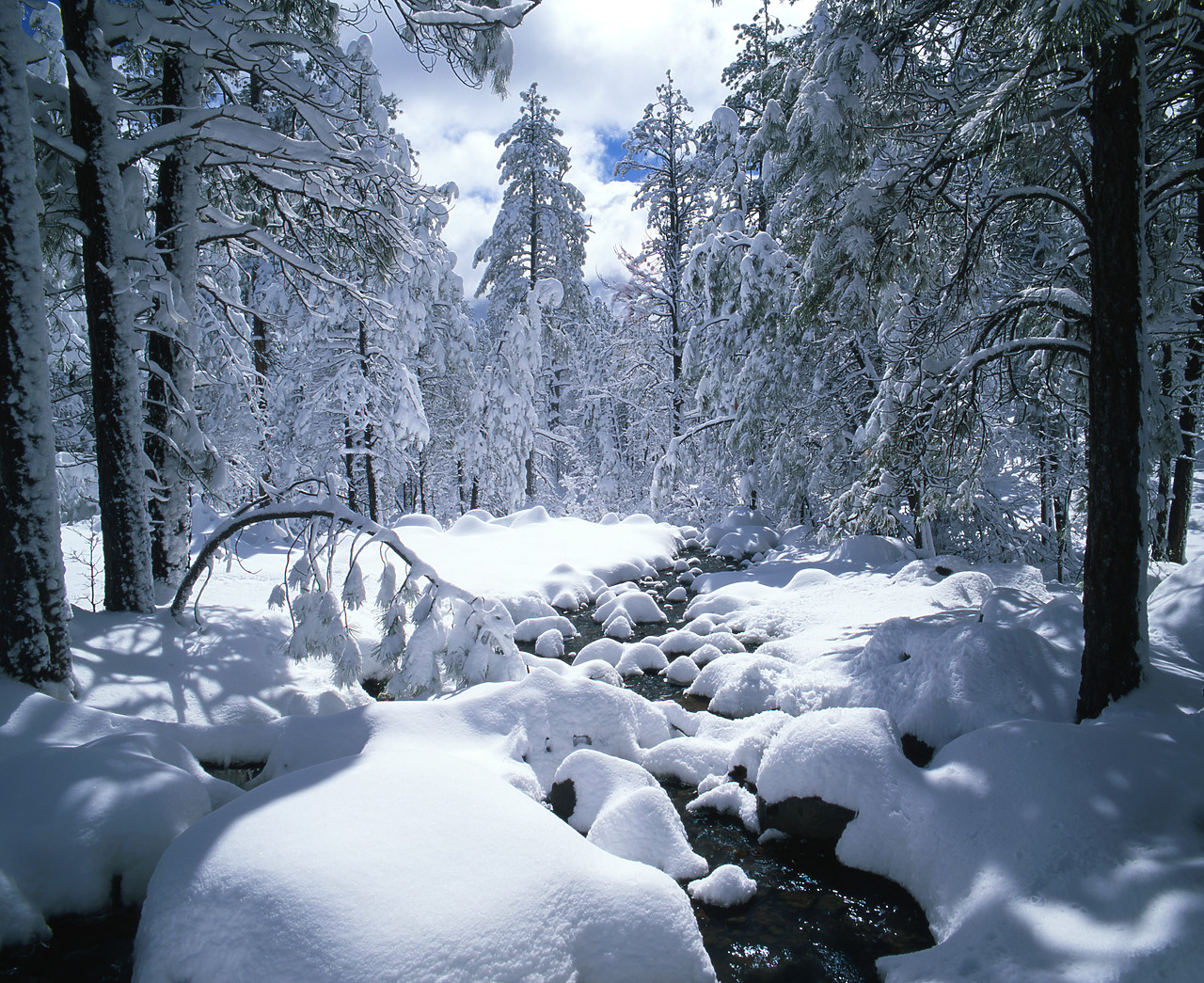 #980590-1 - Snow-Covered Pine Trees & Stream, Flagstaff, Arizona, USA
