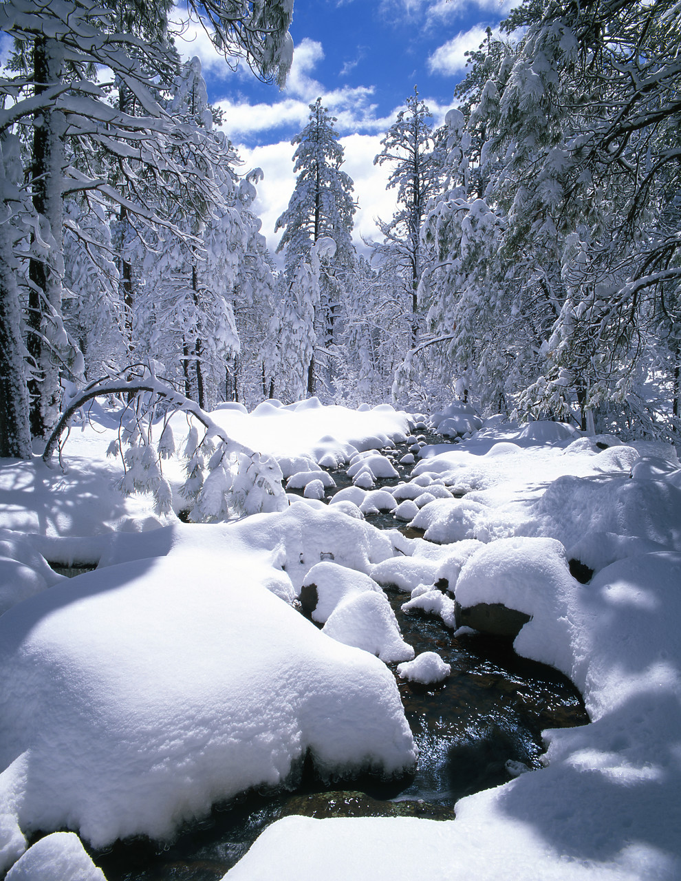#980590-4 - Snow-Covered Pine Trees & Stream, Flagstaff, Arizona, USA