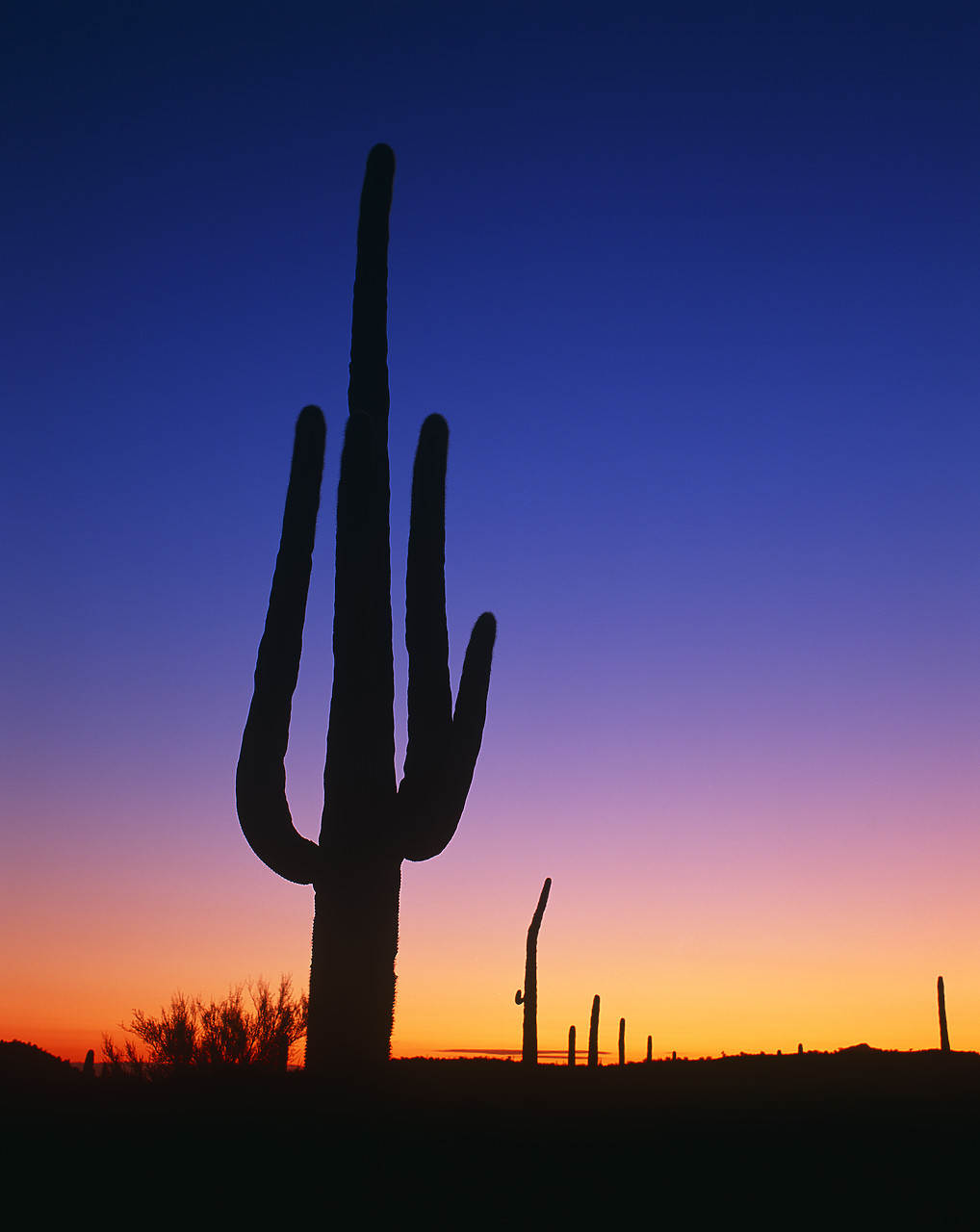 #980602-1 - Saguaro Cactus at Sunset, Tucson, Arizona, USA