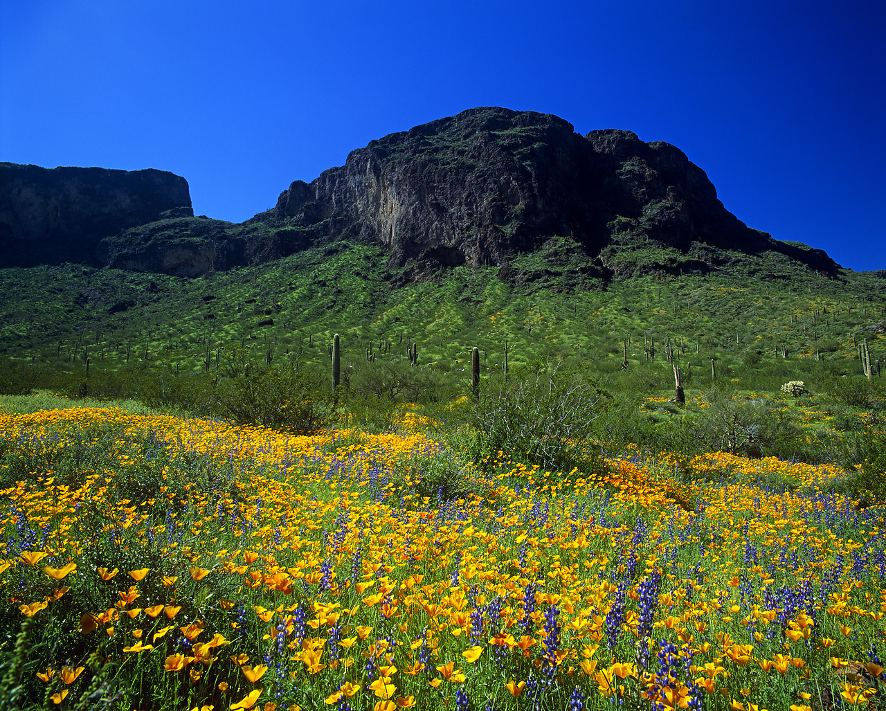 #980609-1 - Mexican Poppies & Lupins, Picacho Peak State Park, Arizona, USA