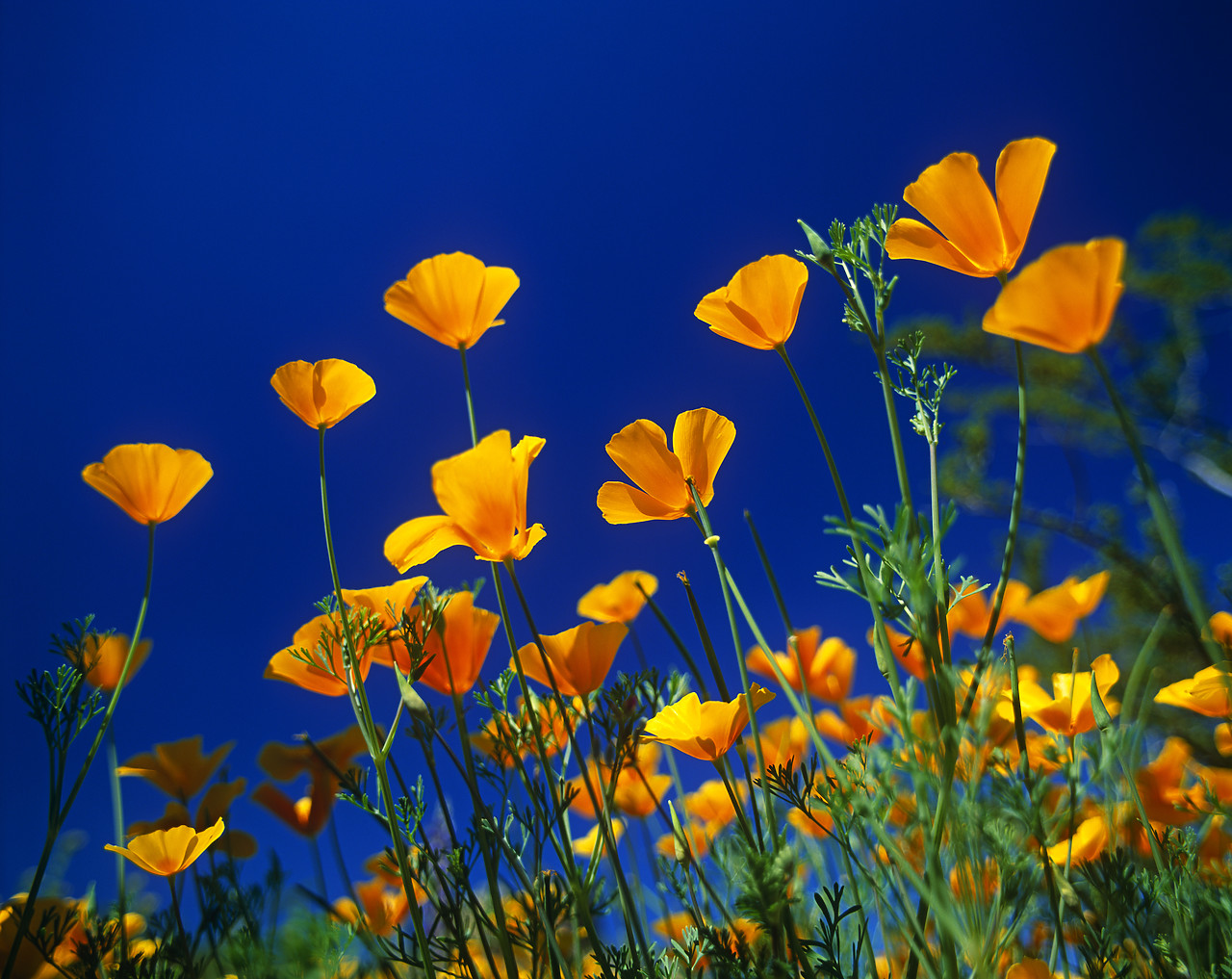 #980610-1 - Mexican Poppies, Picacho Peak State Park, Arizona, USA