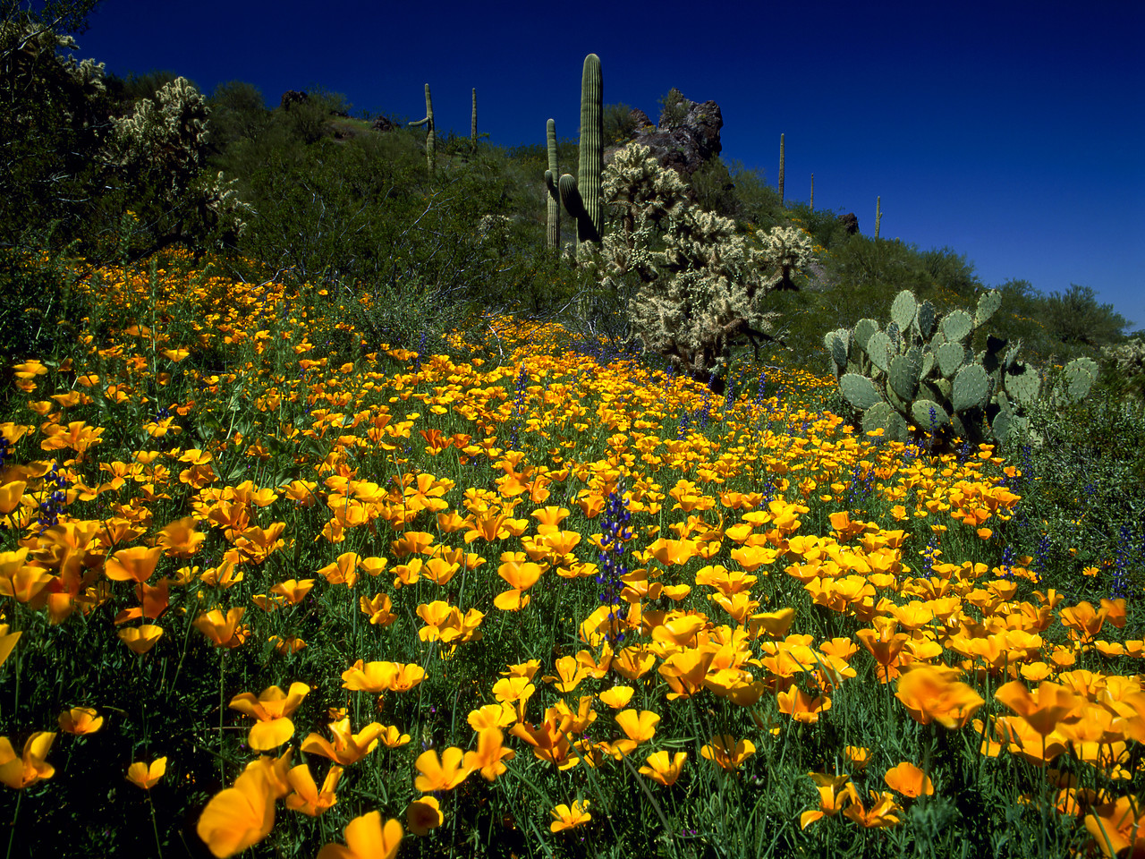 #980612-3 - Mexican Poppies, Picacho Peak, Arizona, USA