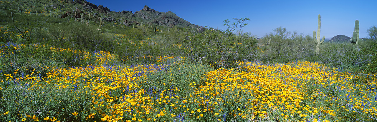 #980622-2 - Desert Wildflowers, Picacho Peak State Park, Arizona, USA