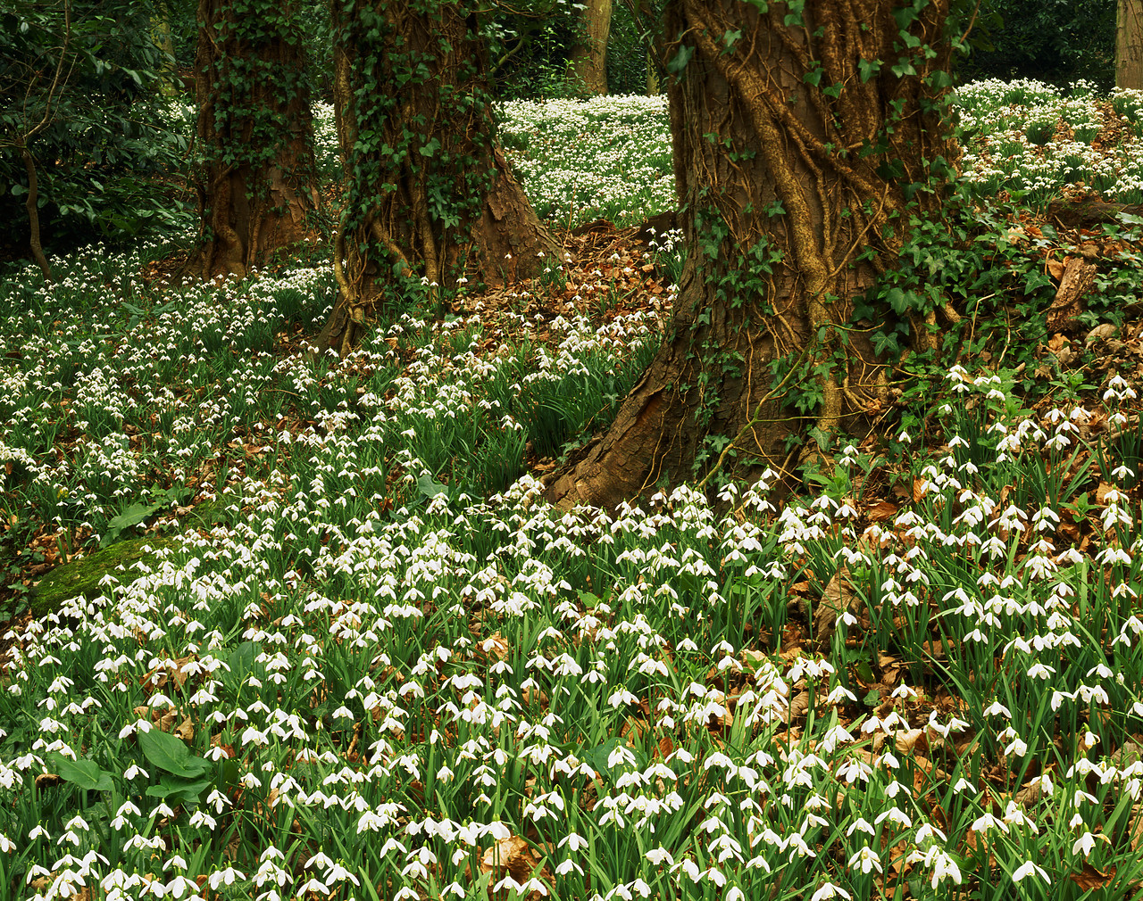#980629-2 - Woodland of Snowdrops, Painswick Rococo Gardens, Painswick, Gloucestershire, England