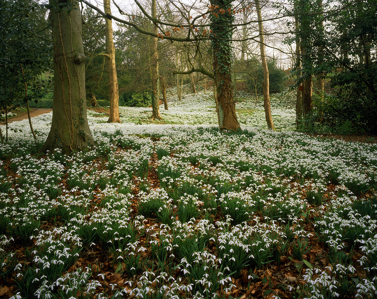 #980637-3 - Woodland of Snowdrops, Painswick Rococo Gardens, Painswick, Gloucestershire, England