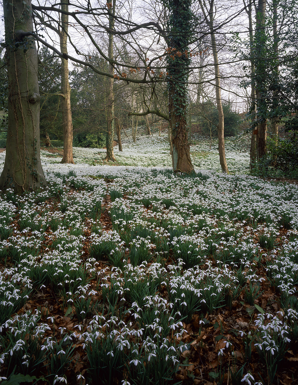 #980637-5 - Woodland of Snowdrops, Painswick Rococo Gardens, Gloucestershire, England