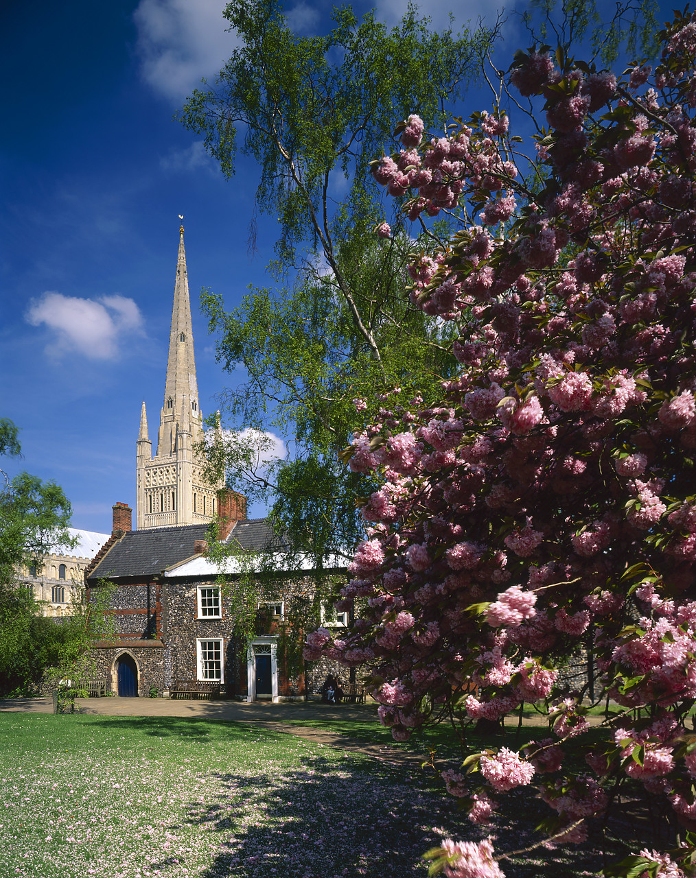 #980640-1 - Norwich Cathedral in Spring, Norfolk, England