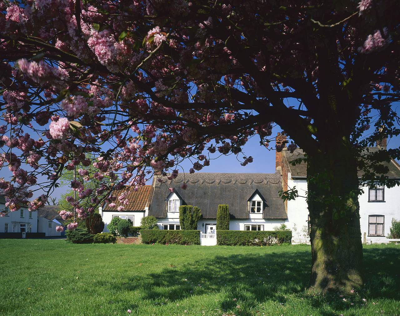 #980641-1 - Thatch Cottage in Spring, Martham, Norfolk, England