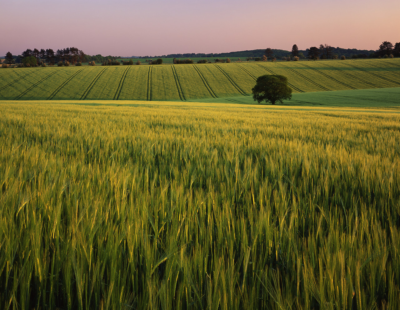 #980676-2 - Barley Field & Tree, Keysley Down, Wiltshire, England