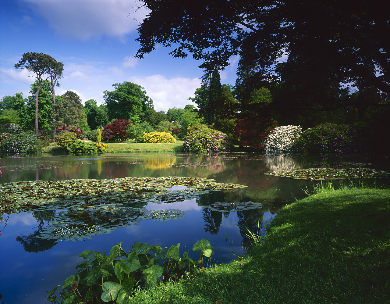 #980686-3 - Sheffield Park Gardens, Uckfield, East Sussex, England