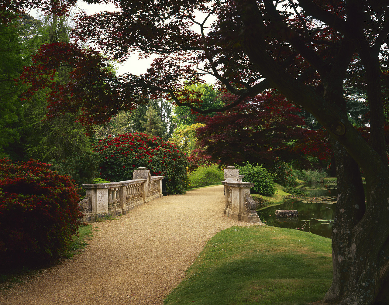 #980692-2 - Garden Path & Bridge, Sheffield Park Gardens, East Sussex, England