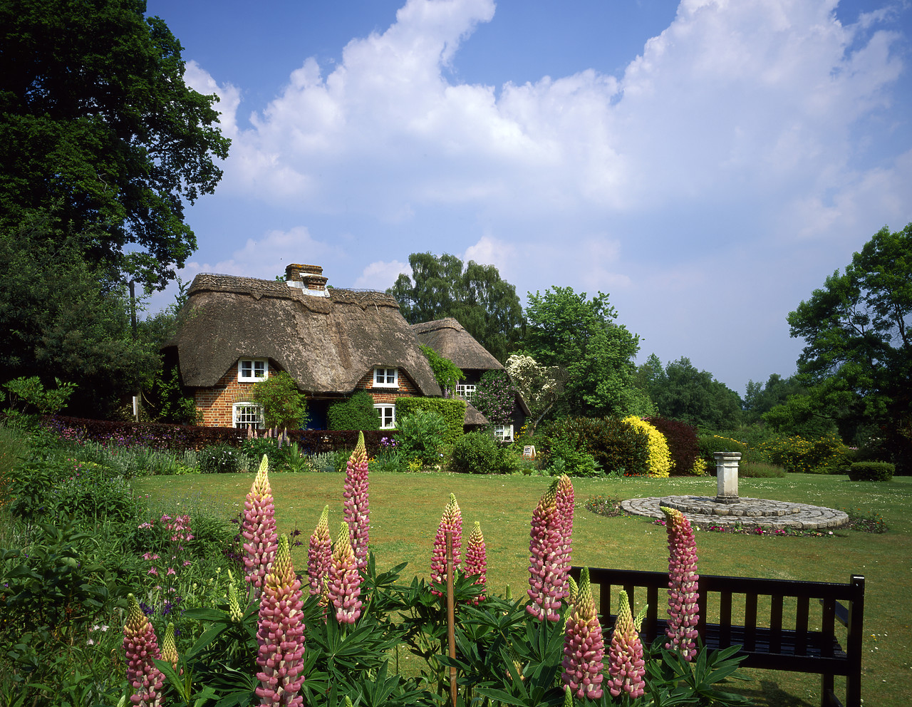 #980695-1 - Thatched Cottage & Lupins, Minstead, Hampshire, England