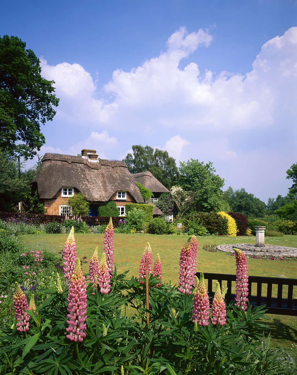 #980695-6 - Thatched Cottage & Lupins, Minstead, Hampshire, England