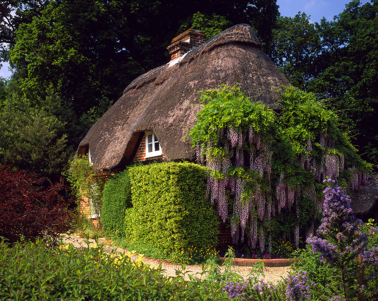 #980696-2 - Thatched Cottage & Wysteria, Minstead, Hampshire, England
