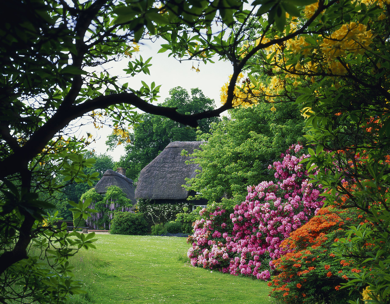 #980697-1 - Garden in Spring, Minstead, Hampshire, England
