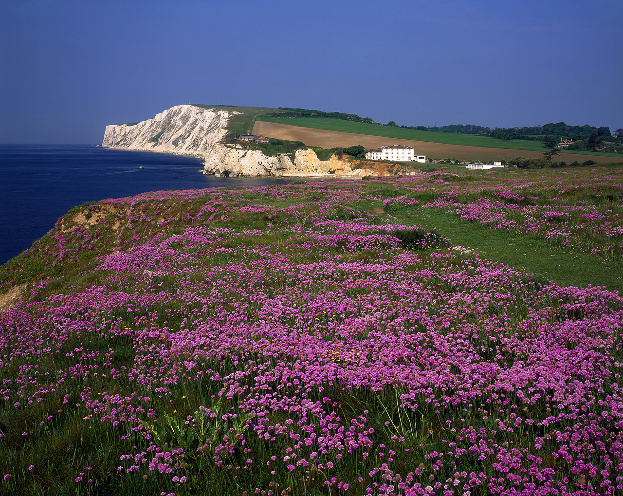 #980711-1 - Headland of Thrift, Freshwater Bay, Isle Of Wight, England