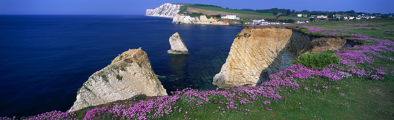 #980714-2 - Headland of Thrift, Freshwater Bay, Isle of Wight, England