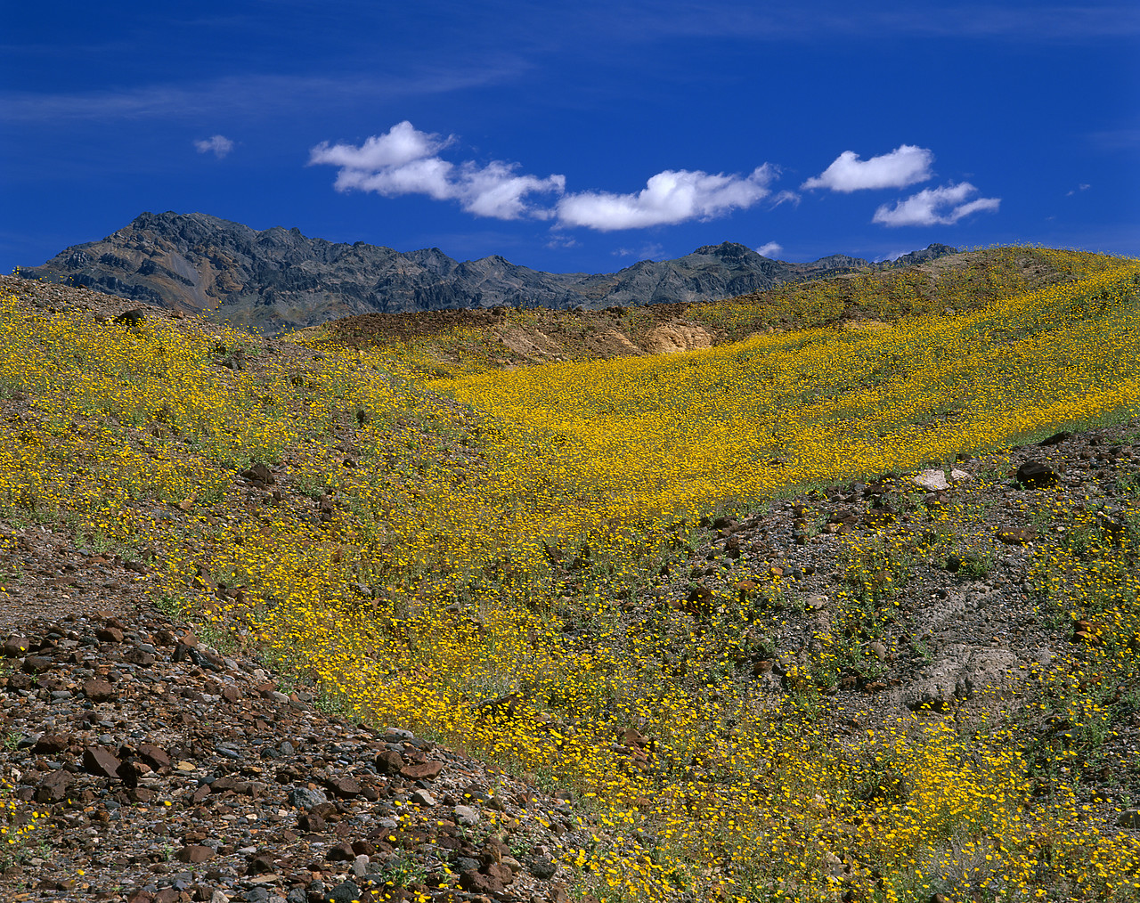 #980748-1 - Desert Sun Flowers, Death Valley National Park, California, USA