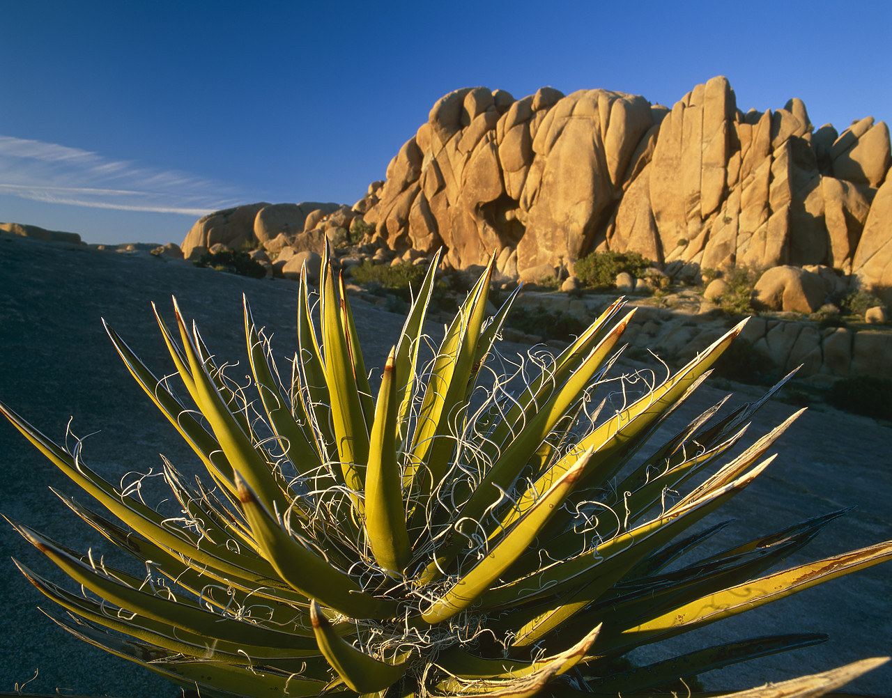 #980761-1 - Jumbo Rocks & Agave, Joshua Tree National Park, California, USA