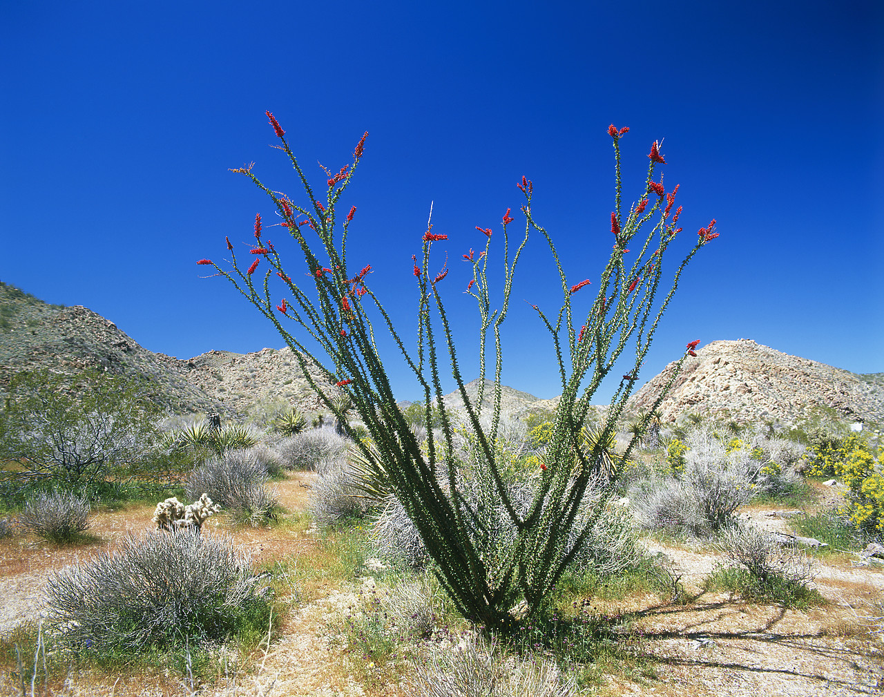 #980768-1 - Octotillo Cactus, Joshua Tree National Park, California, USA