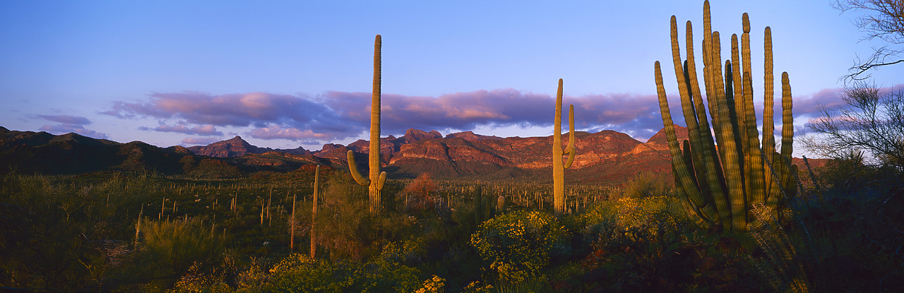 #980784-1 - Ajo Range, Organ Pipe National Monument, Arizona, USA