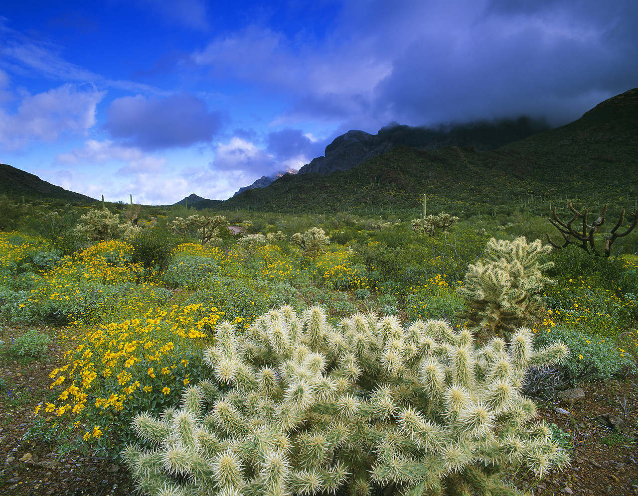 #980786-2 - Cholla Cactus, Organ Pipe Cactus National Monument, Arizona, USA