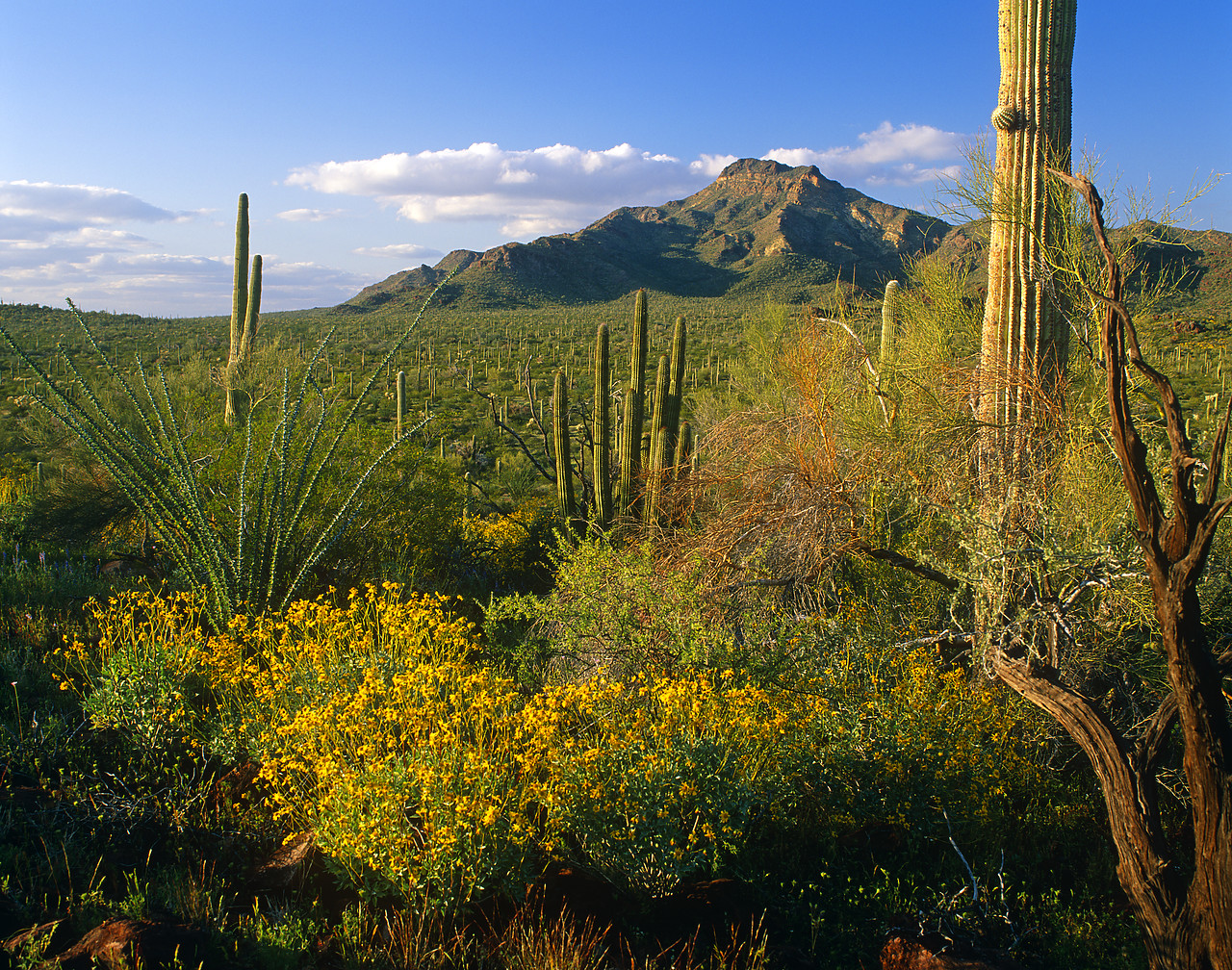 #980789-2 - Organ Pipe National Monument, Arizona, USA