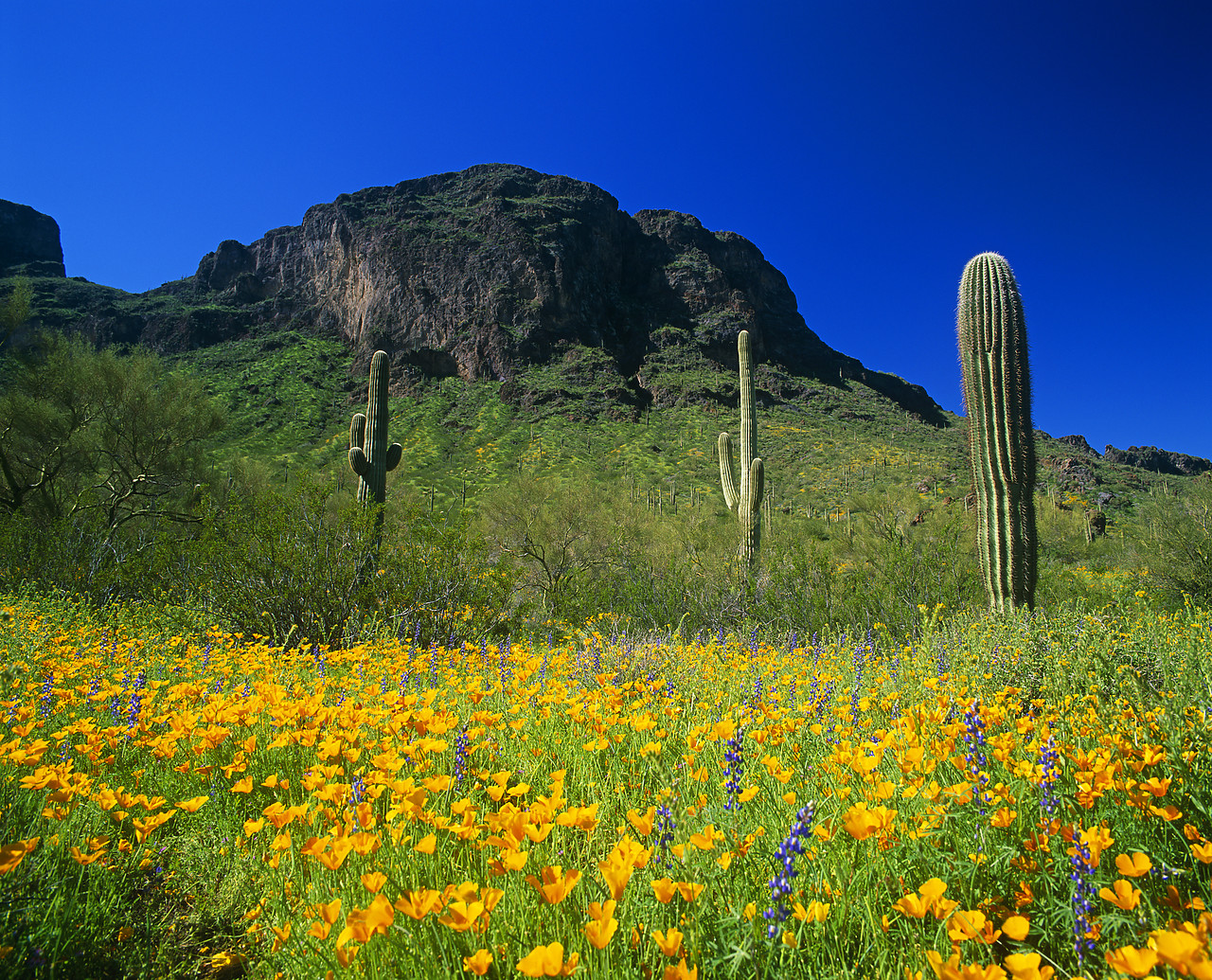 #980807-1 - Mexican Poppies & Lupins, Picacho Peak State Park, Arizona, USA