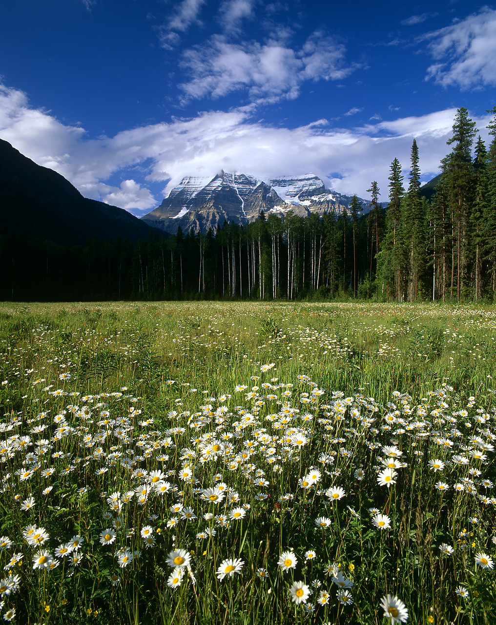 #980833-1 - Mt. Robson & Field of Wildflowers, British Columbia, Canada