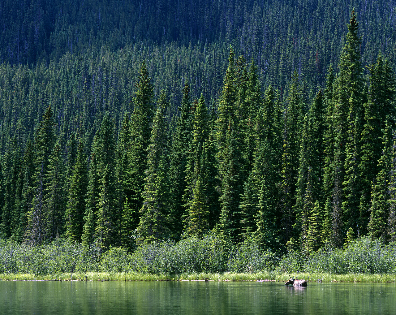 #980836 - Moose in Moab Lake, Jasper National Park, Alberta, Canada
