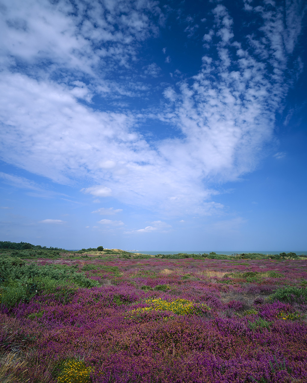 #980944-5 - Heather in Bloom, Dunwich Heath, Suffolk, England