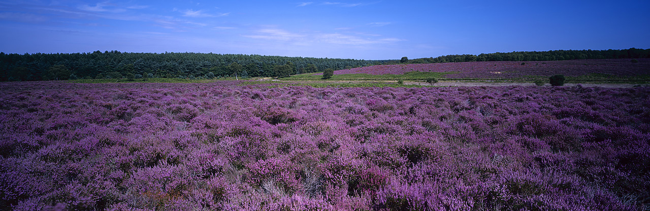 #980945-1 - Heather in Bloom, Dunwich Heath, Suffolk, England