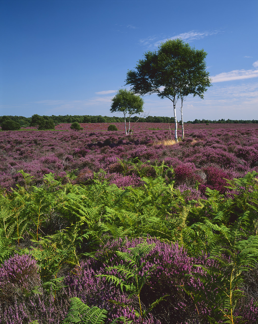 #980946-8 - Heather in Bloom, Dunwich Heath, Suffolk, England