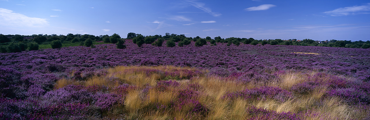 #980947-2 - Heather in Bloom, Dunwich Heath, Suffolk, England