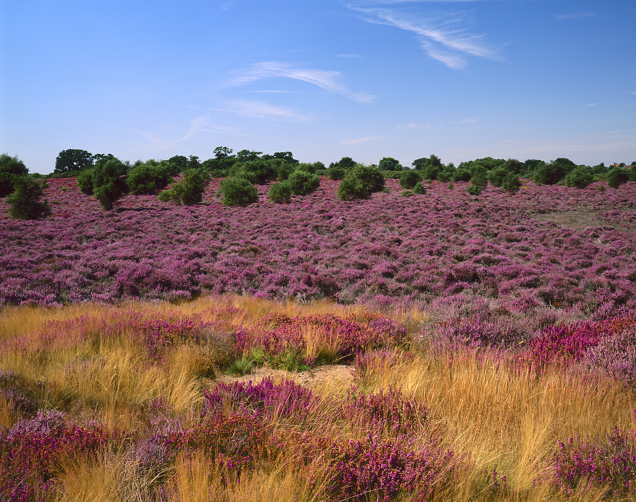 #980947-4 - Heather in Bloom, Dunwich Heath, Suffolk, England