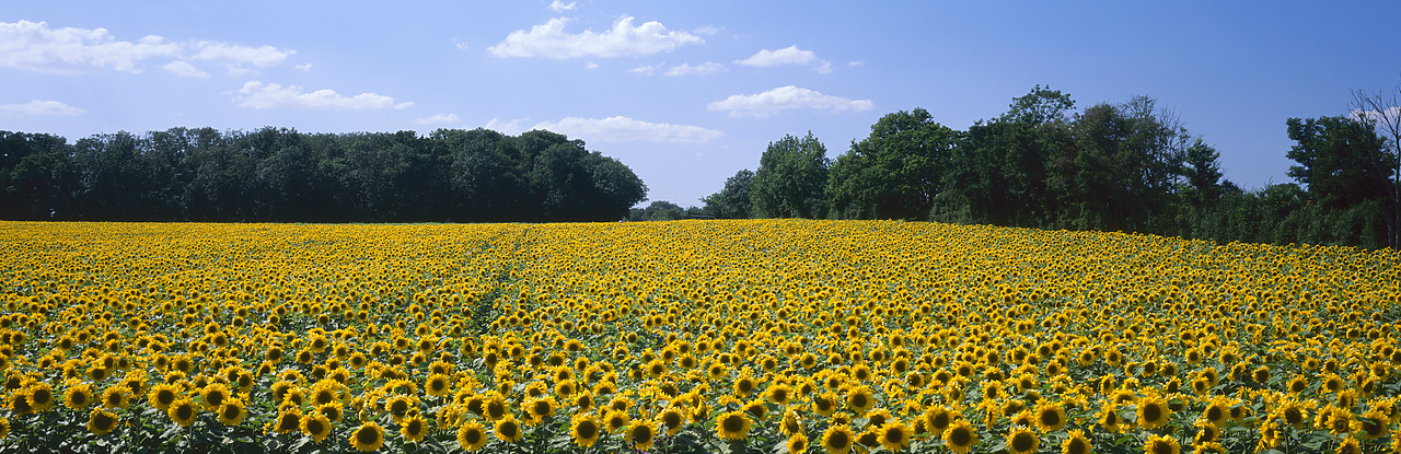 #980957-2 - Field of Sunflowers, Suffolk, England