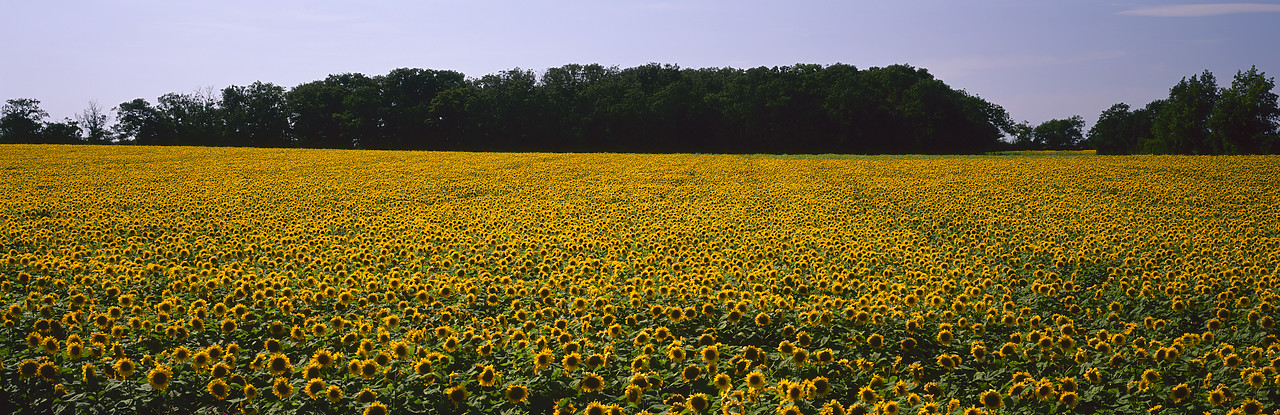#980959-1 - Field of Sunflowers, Suffolk, England