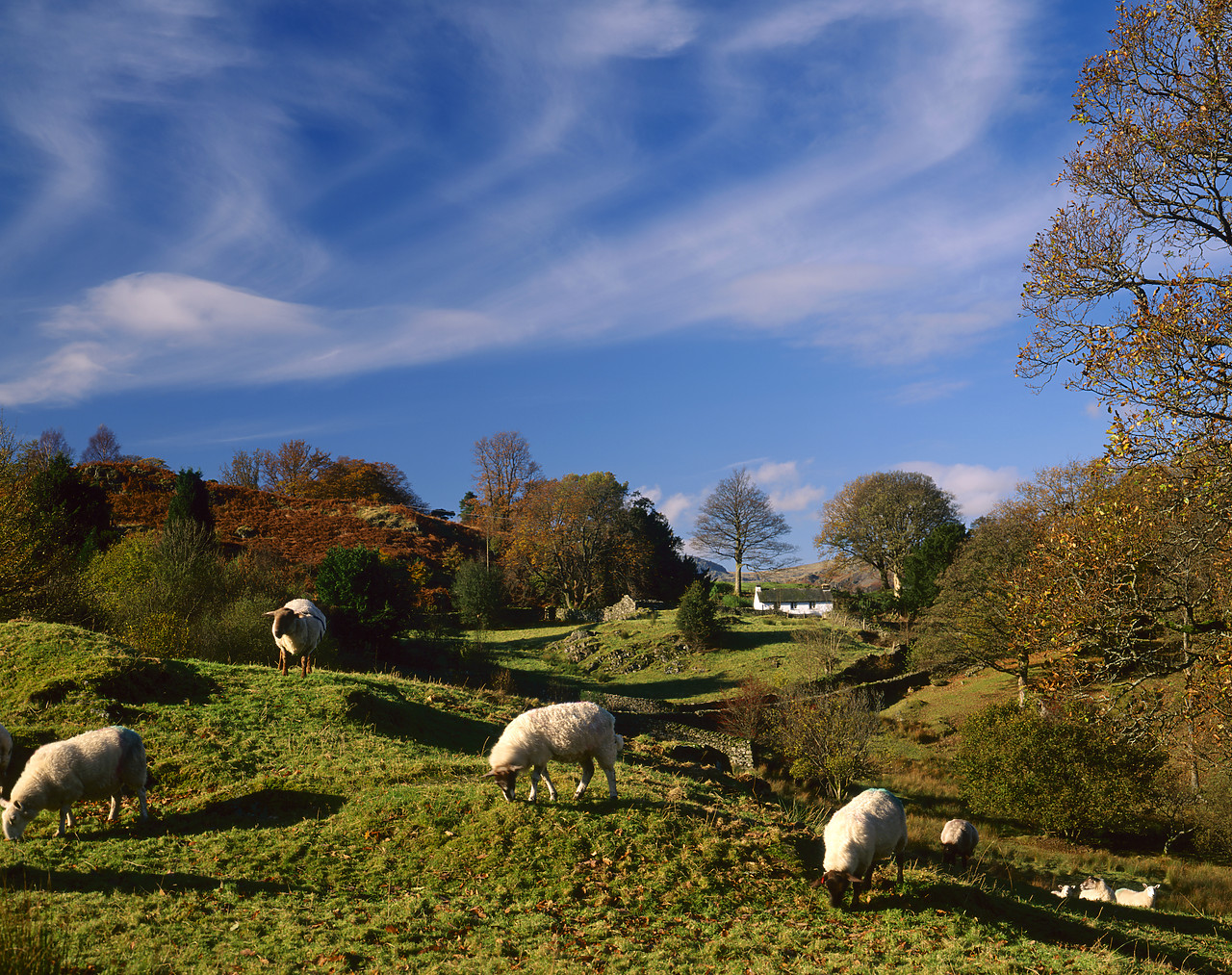 #980991-1 - Grazing Sheep, Loughrigg, Lake District National Park, Cumbria, England