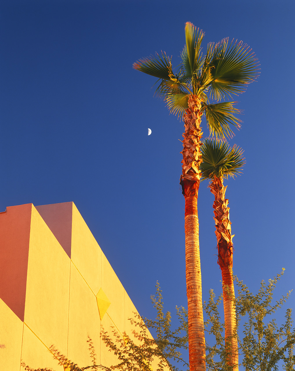 #981024-1 - Palm Trees & Building Detail, Phoenix, Arizona, USA