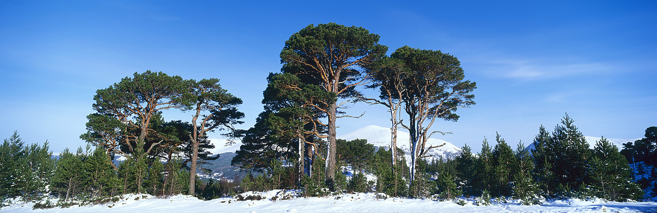 #990044-1 - Caledonian Pines in Winter, Glenmore Forest, near Aviemore, Scotland