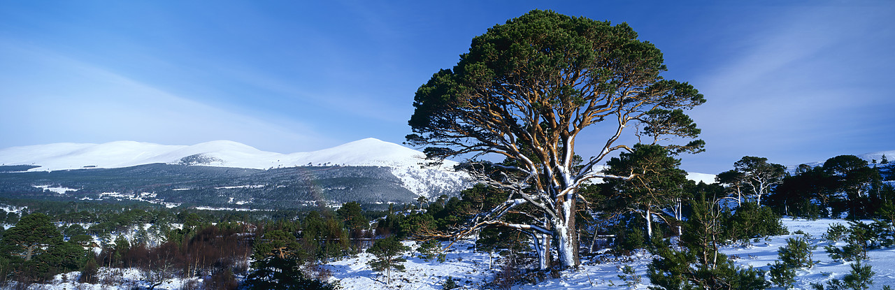 #990046-4 - Cairngorms in Winter, Aviemore, Highland Region, Scotland