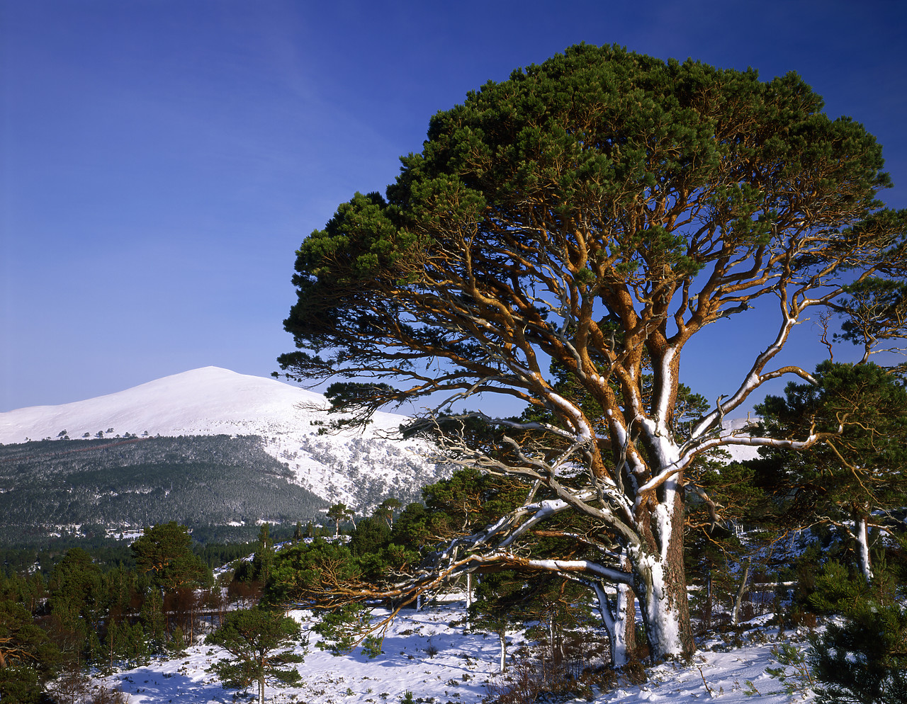 #990046-6 - Scots Pines in Winter near Aviemore, Highland Region, Scotland