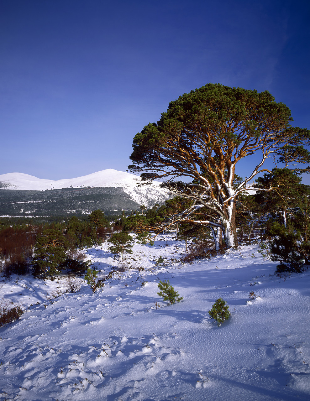 #990046-9 - Scots Pines in Winter, near Aviemore, Highland Region, Scotland