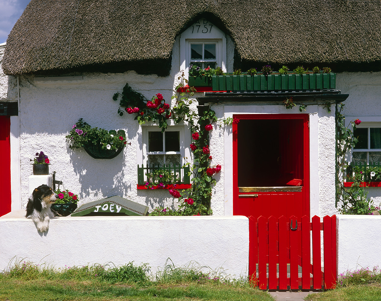 #990180-4 - Thatched Cottage & Dog, Mooncoin, Co. Kilkenny, Ireland