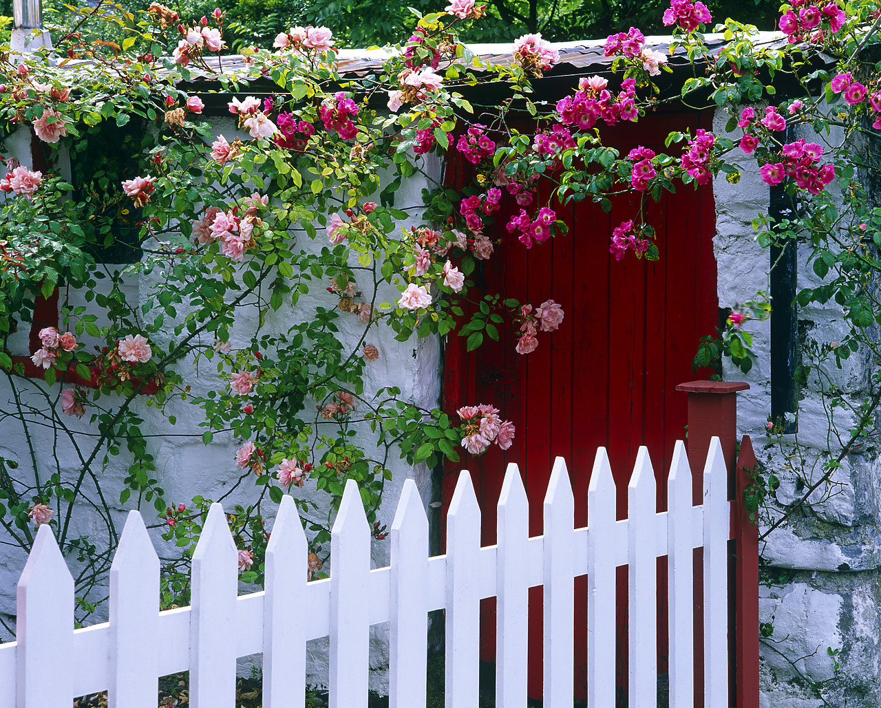 #990252-2 - White Picket Fence, Red Door & Roses, Cregg, Co. Clare, Ireland