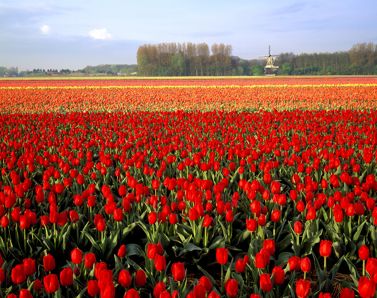 #990316-2 - Field of Tulips, Lisse, Holland
