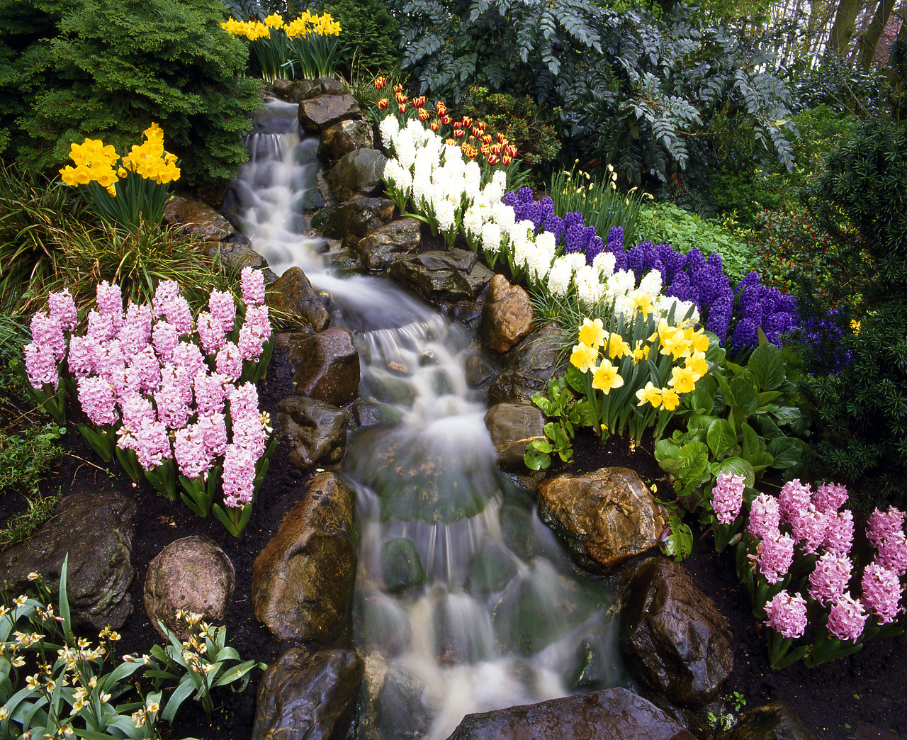 #990338-1 - Waterfall in Spring, Keukenhof, Lisse, Holland